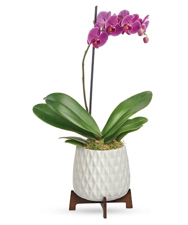 Orchid Delivery Alexandria Va Same Day Delivery Home Or Office