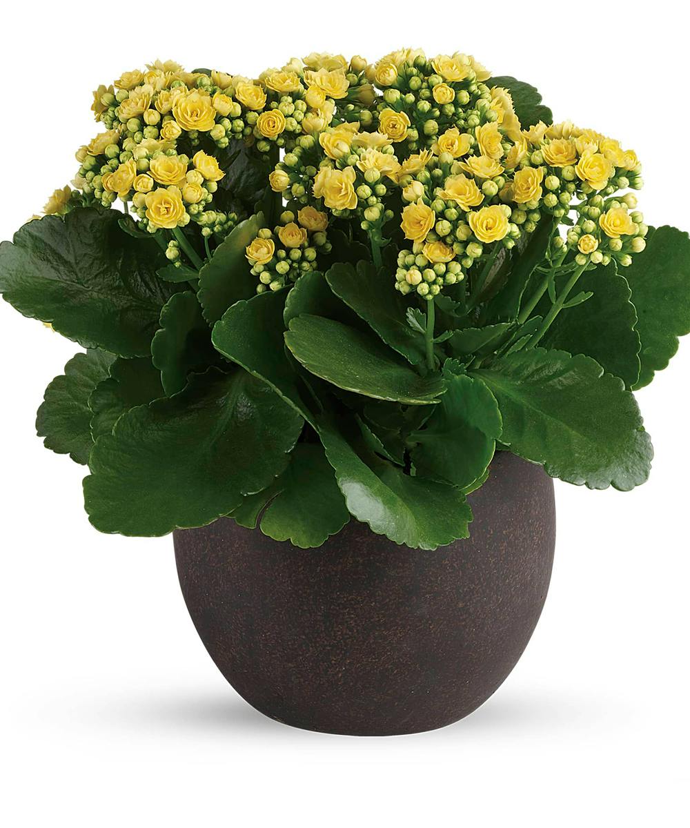 Download Forever Yellow Kalanchoe