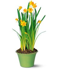 Narcissus Plant