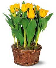 Tulip Plant (colors vary)