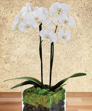 Twin Orchid Plant